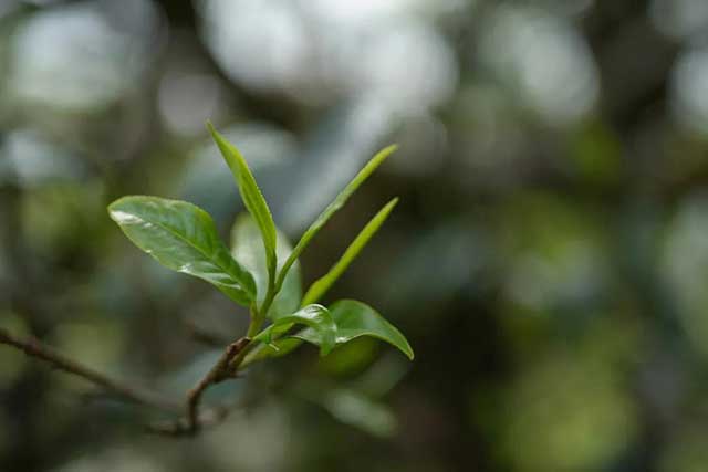 龙润茶景迈山普洱茶品质特点