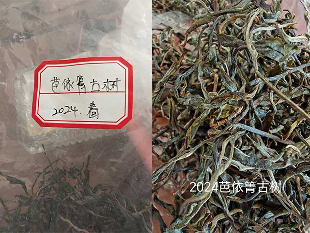 易武芭依箐古树茶