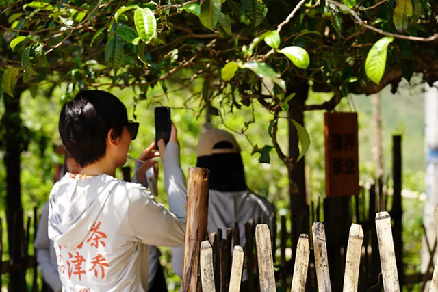 津乔荣膺第八届冰岛茶会两项殊荣