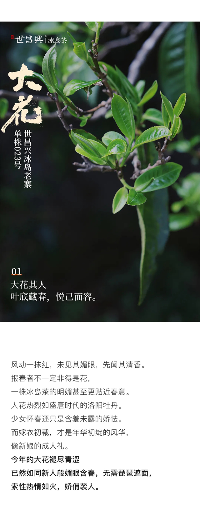 世昌兴冰岛老寨单株大花普洱茶品质特点