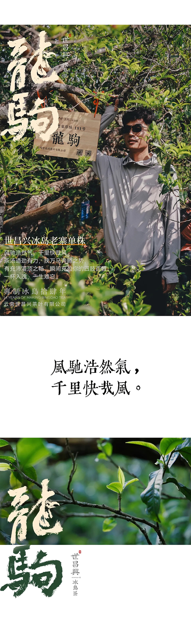 世昌兴冰岛老寨单株龙驹普洱茶品质特点
