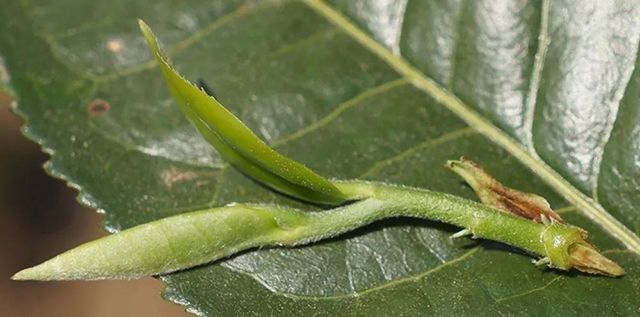 天威德成经典普洱茶文化