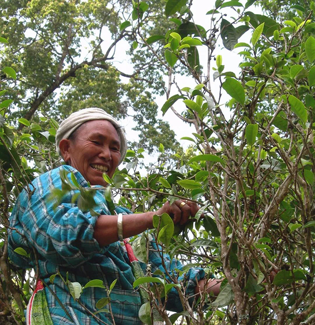 天威德成经典普洱茶文化