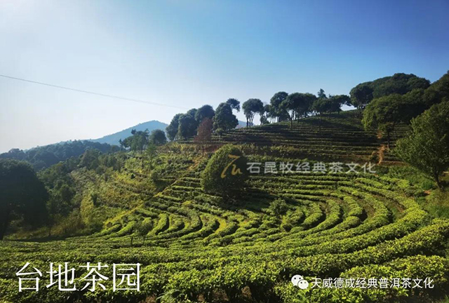 天威德成经典普洱茶文化