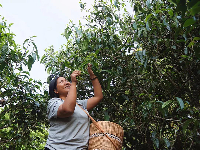 天威德成经典普洱茶文化