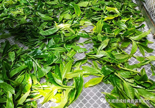 天威德成经典普洱茶文化