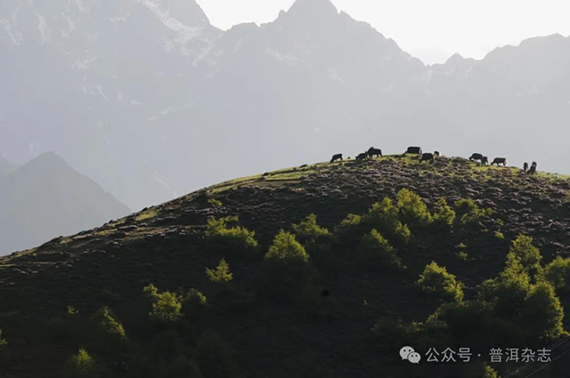 普洱杂志