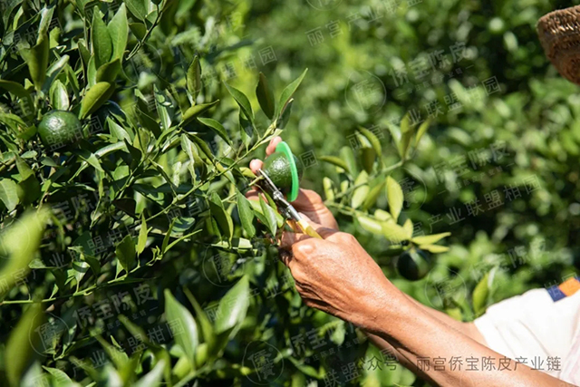 侨宝与你相约武汉茶博会