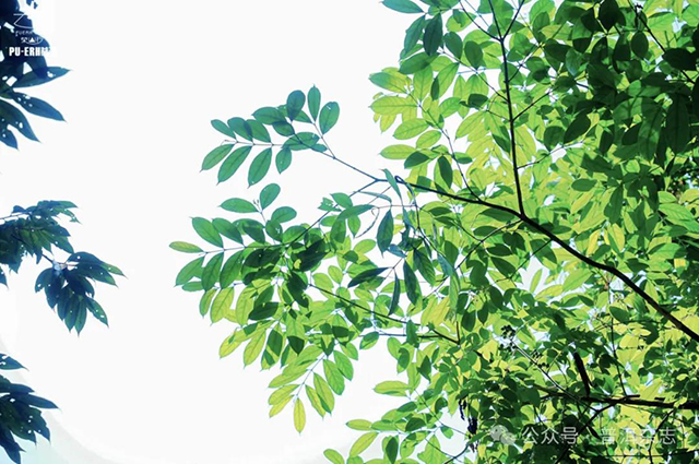 普洱杂志第十二届茶山行第一站