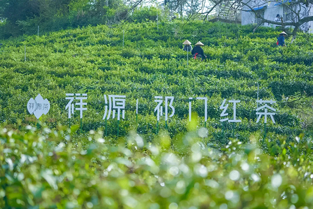 祥源茶春茶季