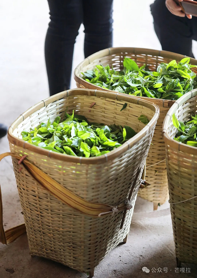 芒嘎拉古茶2024春曼松普洱茶品质特点