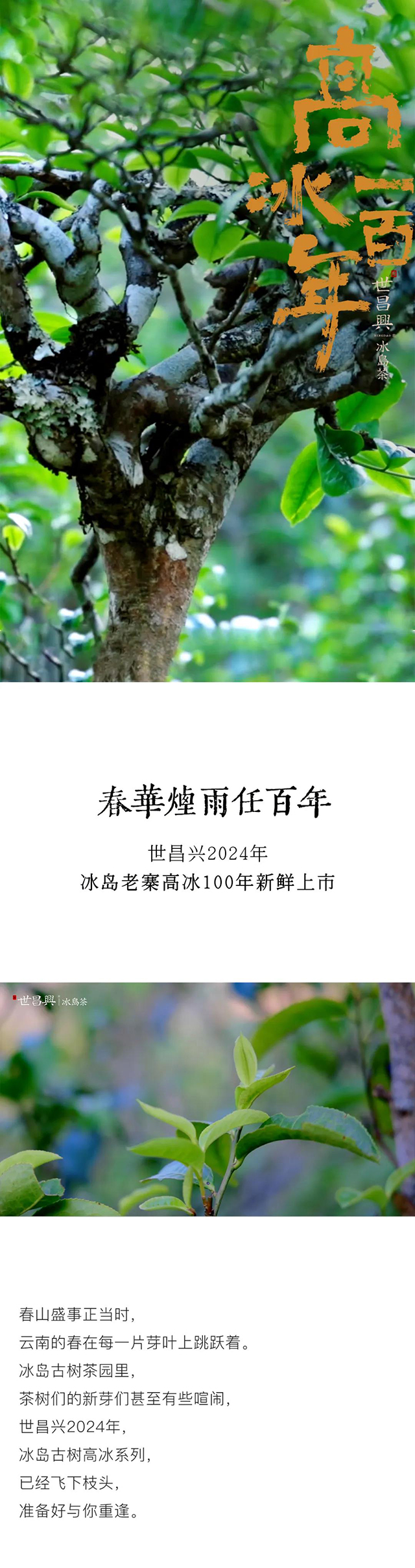 世昌兴2024年头春冰岛老寨高冰100年稀有珍品品质特点