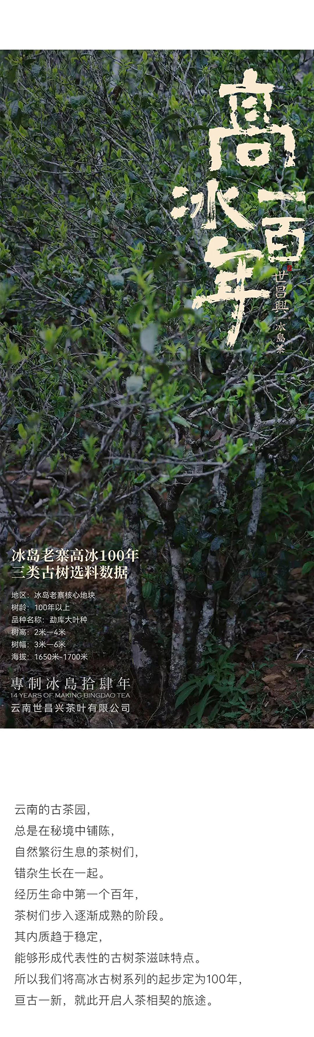 世昌兴2024年头春冰岛老寨高冰100年稀有珍品品质特点
