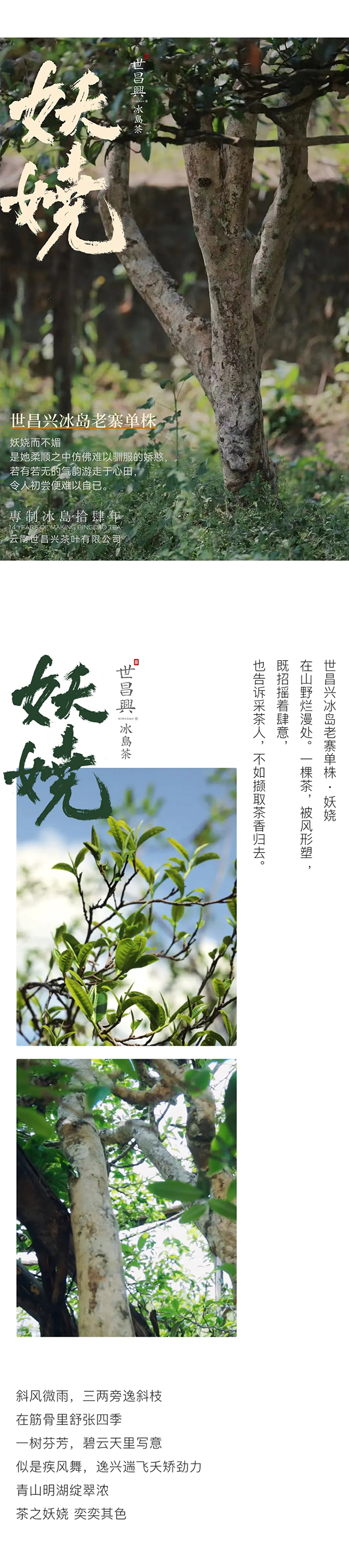 世昌兴冰岛老寨单株妖娆普洱茶品质特点