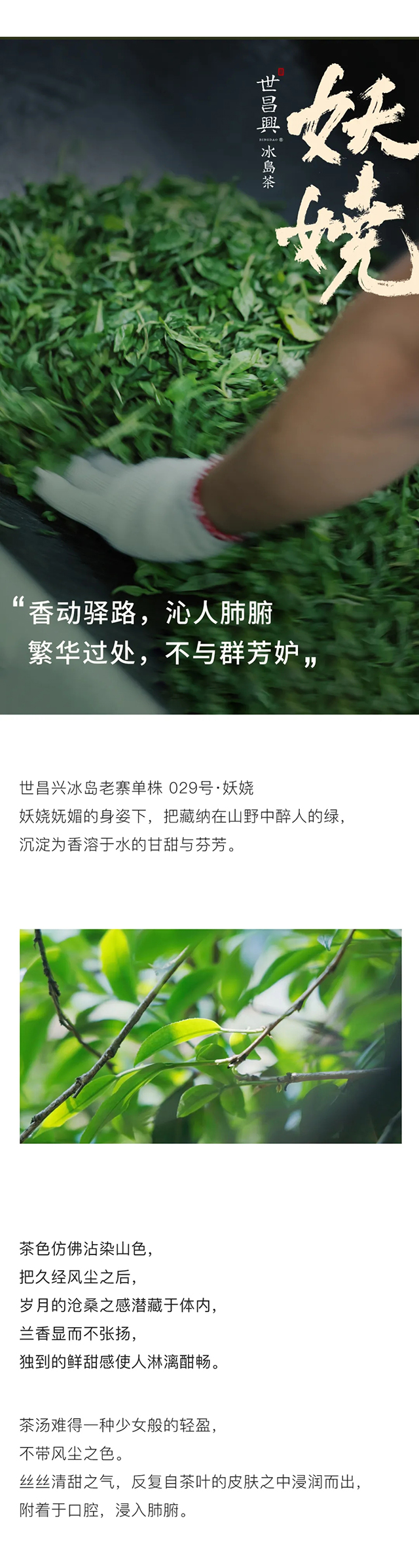 世昌兴冰岛老寨单株妖娆普洱茶品质特点
