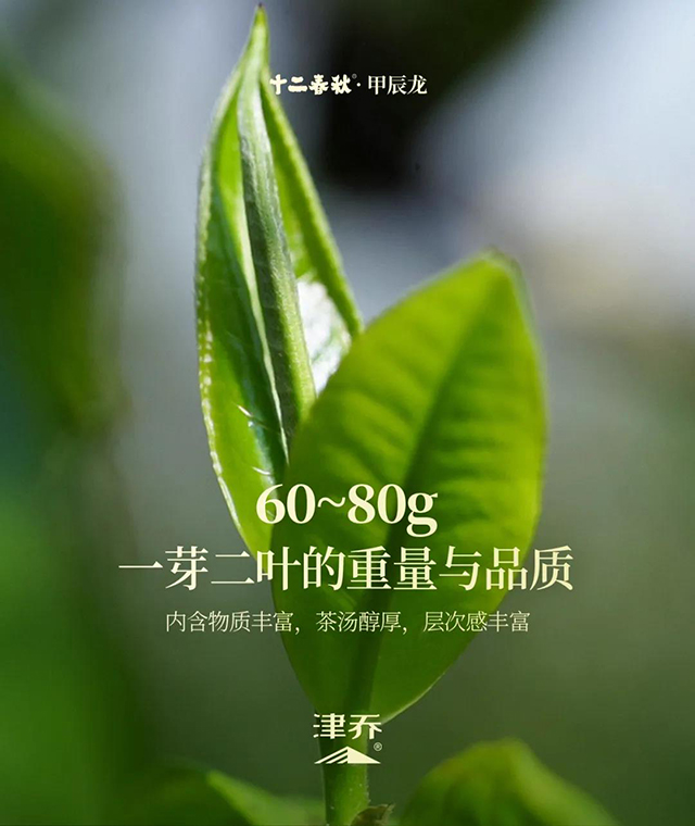 津乔普洱茶