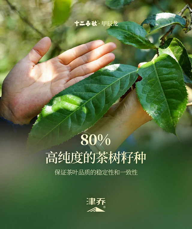 津乔普洱茶