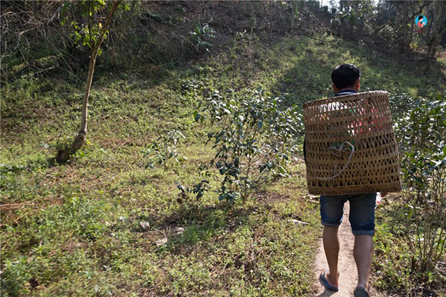 南茗佳人铜箐河品鉴会