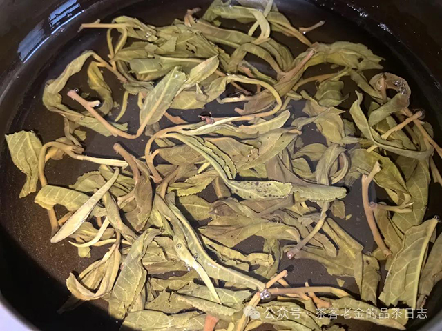孙德忠2024年古典弯弓001号树普洱茶品质特点