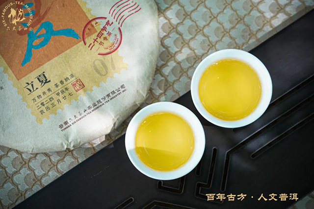 六大茶山二十四节气立夏茶邦崴普洱茶品质特点