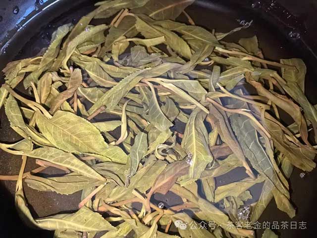 佤山茶人2024年易武高杆落水单株品质特点