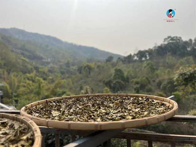 南茗佳人普洱茶