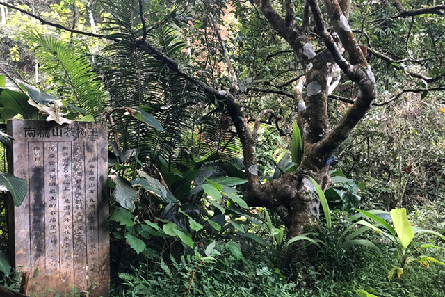周重林新书推荐南糯山以茶之名