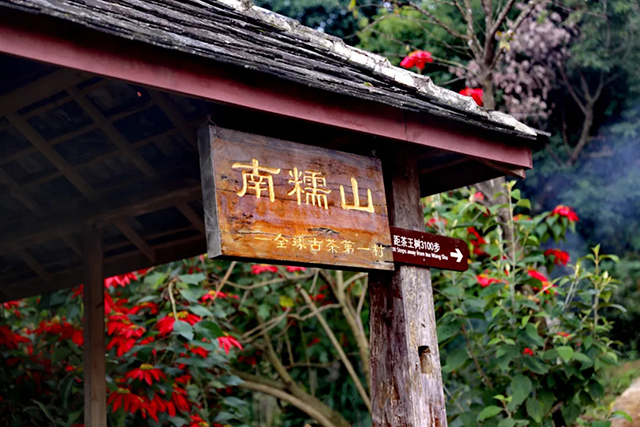 周重林新书推荐南糯山以茶之名