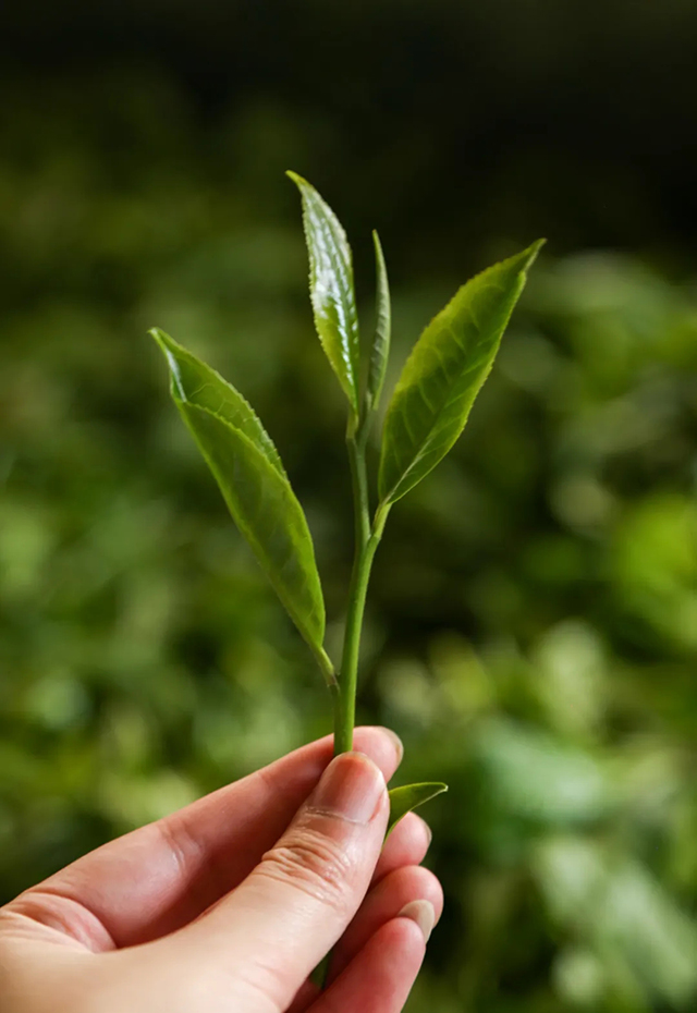 周重林新书推荐南糯山以茶之名