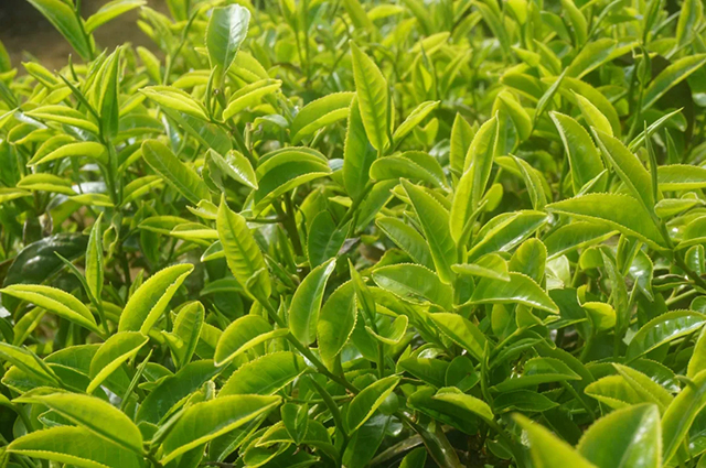 周重林新书推荐南糯山以茶之名