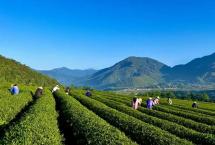 周重林：为什么云南的茶山能够支撑起持久地书写与研究？