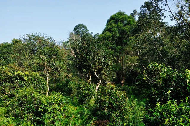 范建华景迈山古茶莽林