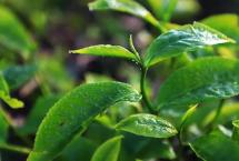 龙润茶：一脉茶香，演绎高山野韵的绿色诗篇
