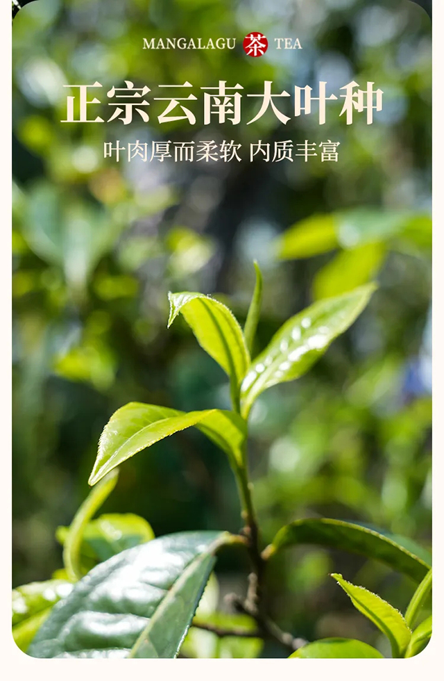 芒嘎拉邦盆普洱茶品质特点