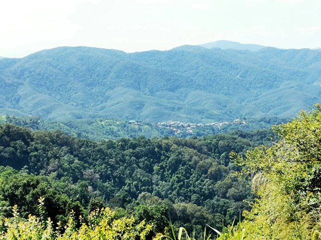 郑晓云攸乐山青山寻茶