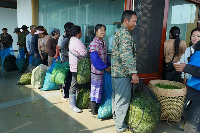 六大茶山国际茶日