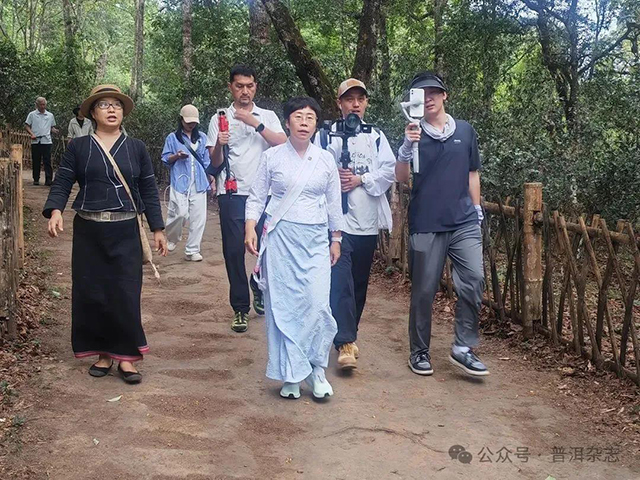 普洱杂志