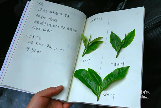 津乔普洱