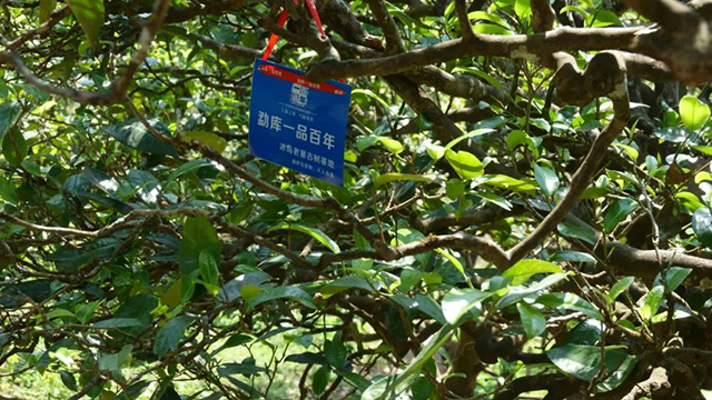 普洱杂志