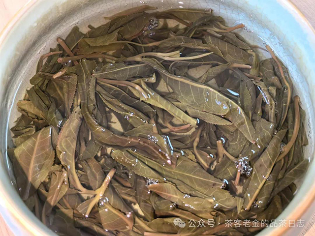 栩月古茶2024年无人区高杆普洱茶
