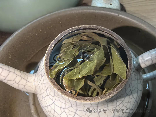 栩月古茶2024年无人区高杆普洱茶