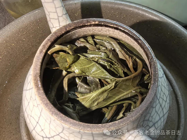 栩月古茶2024年无人区高杆普洱茶