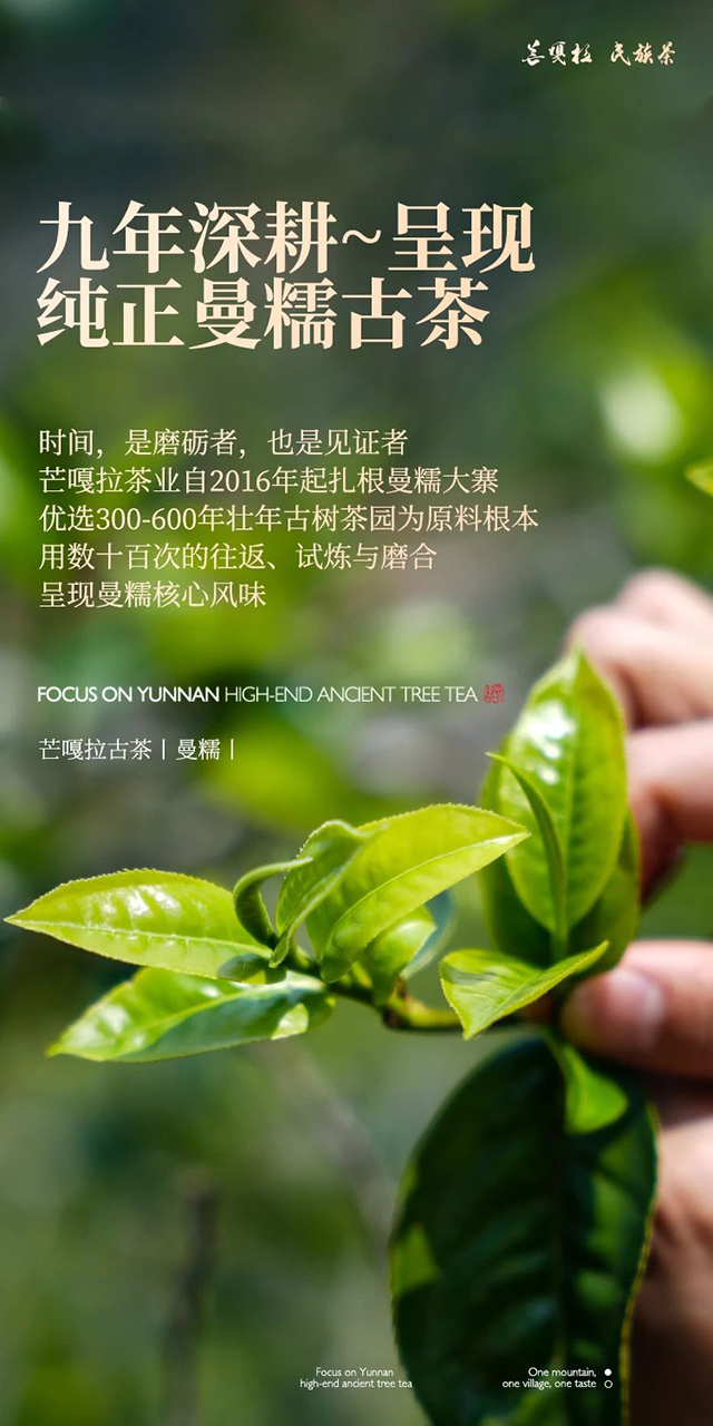 芒嘎拉2024年曼糯藤条茶普洱茶品质特点