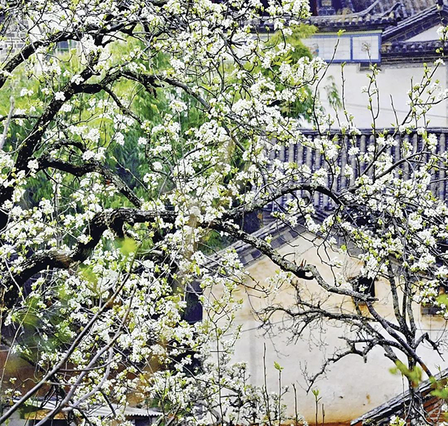 普洱杂志