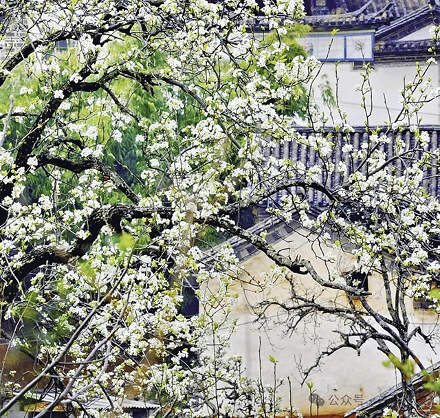 普洱杂志