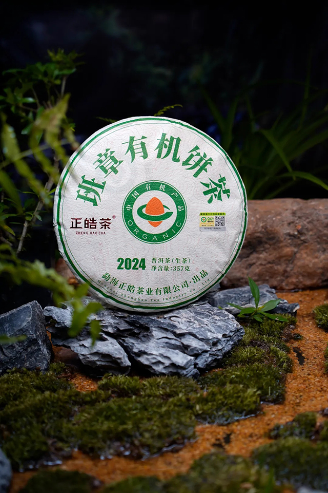 正皓茶2024班章有机饼茶品鉴详情