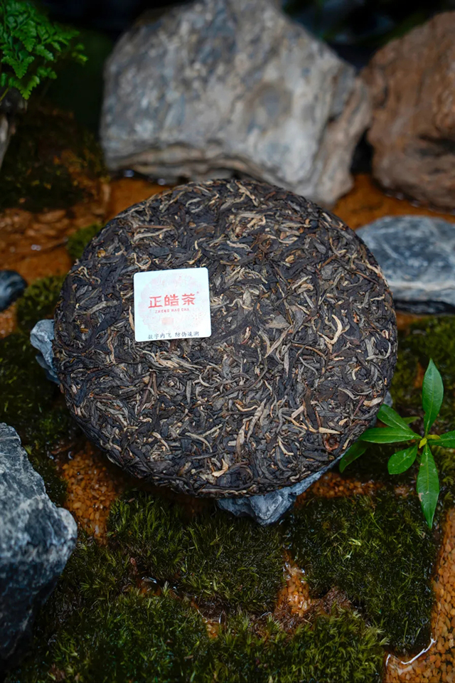 正皓茶2024班章有机饼茶品鉴详情