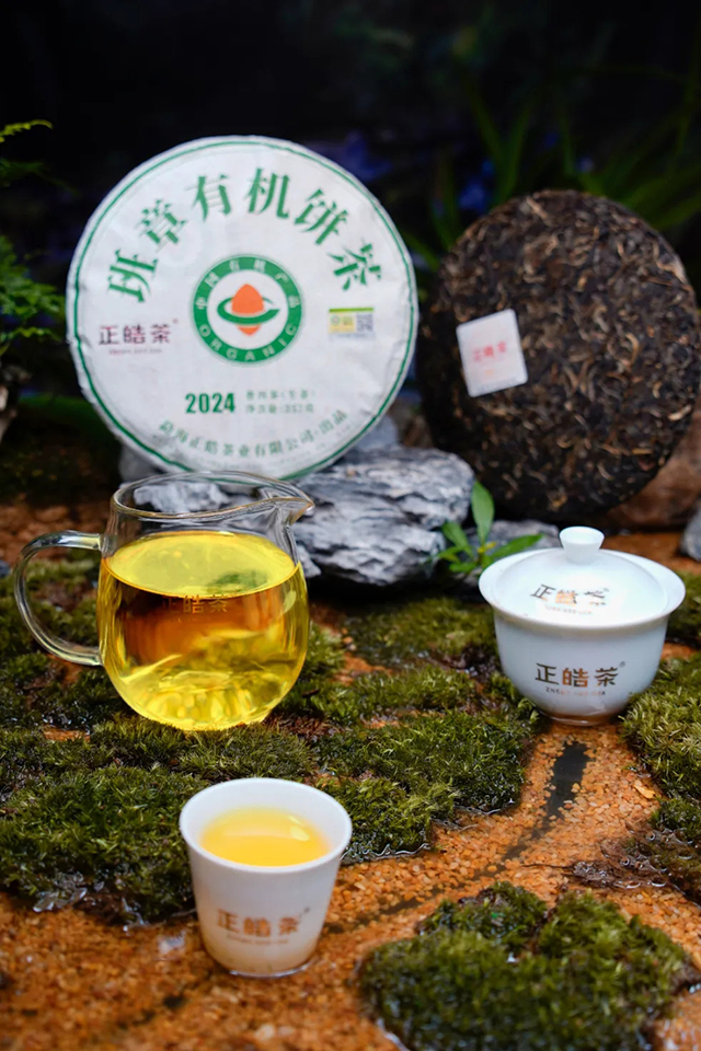 正皓茶2024班章有机饼茶品鉴详情