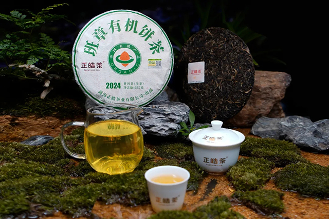 正皓茶2024班章有机饼茶品鉴详情