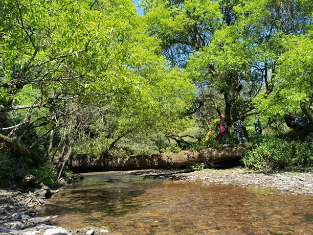 易武镇张家湾村